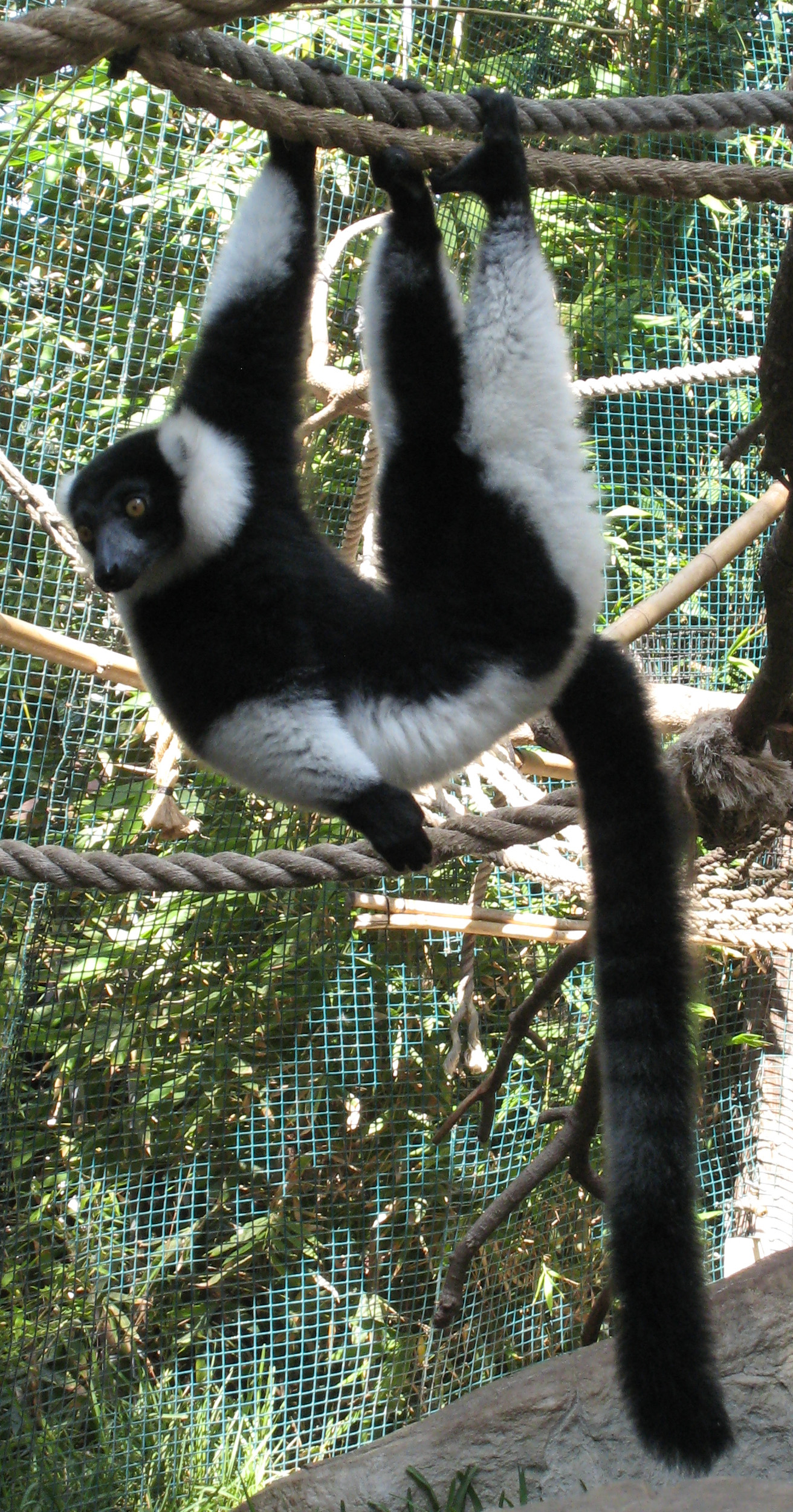 black and white ruffed lemur husbandry manual