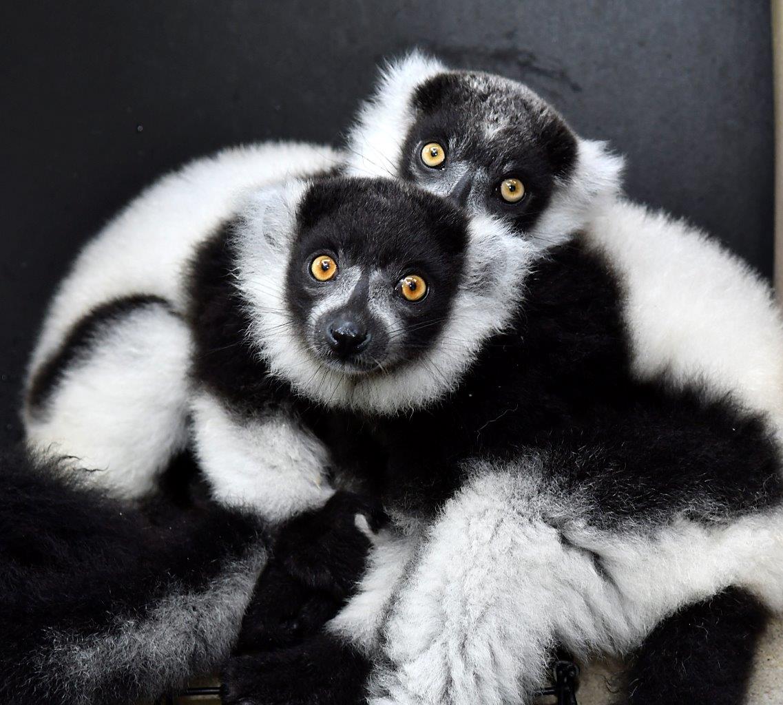 black and white ruffed lemur husbandry manual